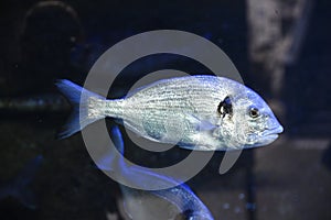 Beautiful Sparus aurat fish swimming proudly in the aquarium