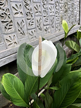 Beautiful Spath flower or peace lily blossom in the garden