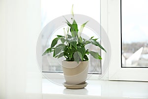 Beautiful spathiphyllum plant on window sill.