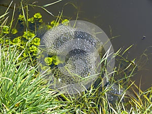 Beautiful spawn of a frog in a puddle, hundreds eggs of a frog in jelly gel, at the waterside, in a creek.