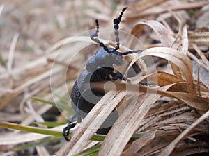 Big beetle in grass