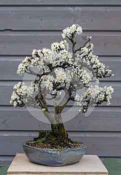 A beautiful specimen blackthorn bonsai in spring flower