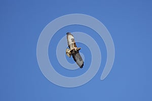 beautiful specimen of eagle