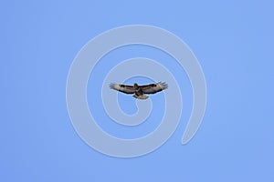 beautiful specimen of eagle