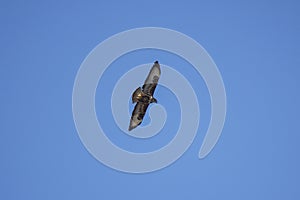 beautiful specimen of eagle