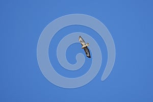 beautiful specimen of eagle