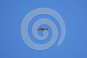 beautiful specimen of eagle