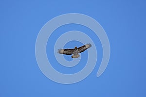 beautiful specimen of eagle