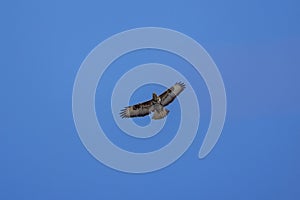 beautiful specimen of eagle