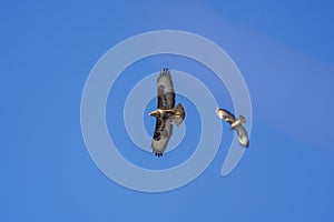 beautiful specimen of eagle