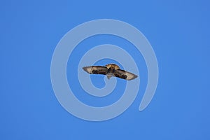 beautiful specimen of eagle