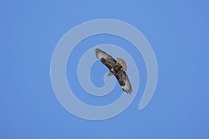 beautiful specimen of eagle