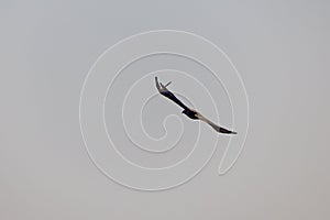 beautiful specimen of eagle