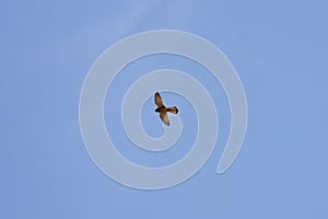 specimen of eagle on the background of the blue sky