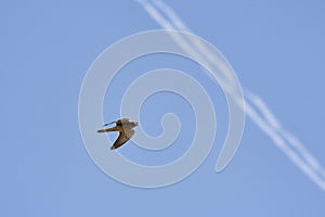 specimen of eagle on the background of the blue sky