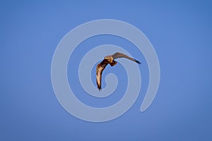 beautiful specimen of eagle