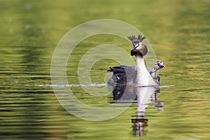 Beautiful specimen of female of great crested grebe carrying her