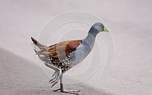 Beautiful specimen of green-billed tingua A