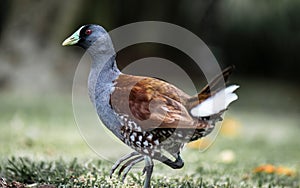 Beautiful specimen of green-billed tingua C