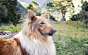 Beautiful specimen of mature adult collie shepherd