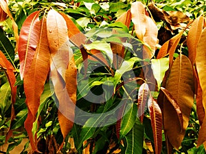 Colorful mango leaves