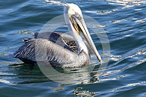 Beautiful specimen of Pelecanus occidentalis californicus \