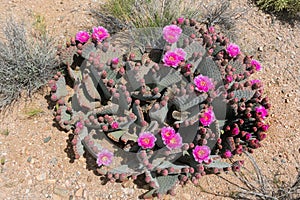 Beautiful specimen, Prickly Pear Cactus in the wild