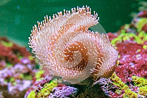 Beautiful specimen of Sarcophyton coral
