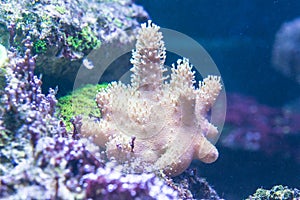 Beautiful specimen of Sarcophyton coral