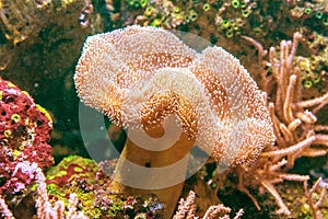 Beautiful specimen of Sarcophyton coral