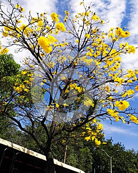 Tabebuia chrysantha, named araguaney, ipe, guayacan. Bloom yellow flower tree. photo