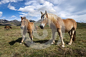 Beautiful specimens of horses of the Pyrenees. grazing freely in the meadow