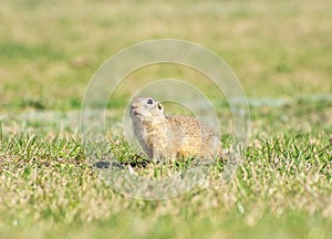 beautiful Spermophilus citellus in spring in the sun 321