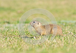 beautiful Spermophilus citellus in spring in the sun 654