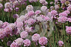 Armeria maritima Rosea flowers in a garden photo
