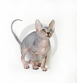 Sphinx cat on white background