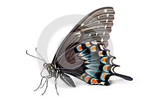 Beautiful Spicebush Swallowtail Papilio troilus butterfly isolated on a white background. Side view