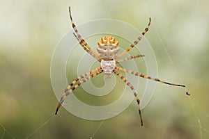 Beautiful Spider Argiope lobata in Croatia, Krk