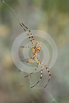 Beautiful Spider Argiope lobata in Croatia, Krk