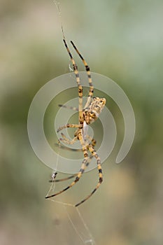 Beautiful Spider Argiope lobata in Croatia, Krk