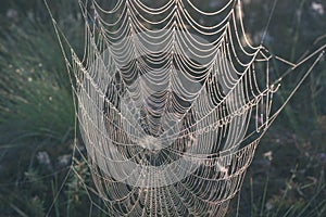 beautiful spider cob webs in swamp in late autumn with morning dev drops - vintage retro look