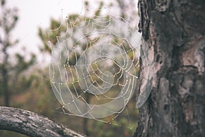 beautiful spider cob webs in swamp in late autumn with morning dev drops - vintage retro look