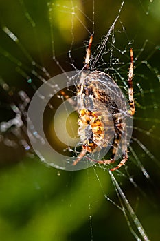 A beautiful spider decorating the meadow