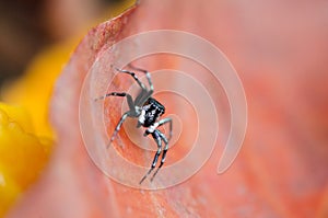 Beautiful Spider on dry leaf, Jumping Spider in Thailand