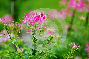 Beautiful spider flower in bloom