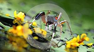 Beautiful Spider on glass with yellow flower, Jumping Spider in Thailand