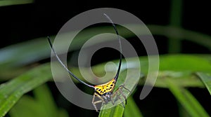 Beautiful Spider green leaf, Jumping Spider in Thailand