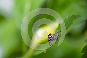 Beautiful spider with hairy legs on the green leaf