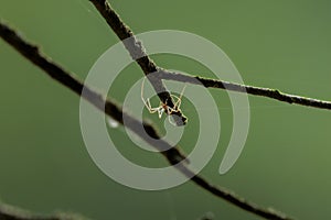 The beautiful spider illuminated by the sun in the backlight