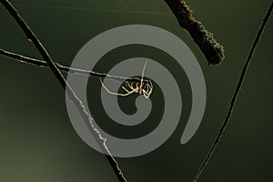 The beautiful spider illuminated by the sun in the backlight